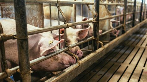 Colorado-based hog producer Midwest Farms faces federal suit on sexual harassment claims